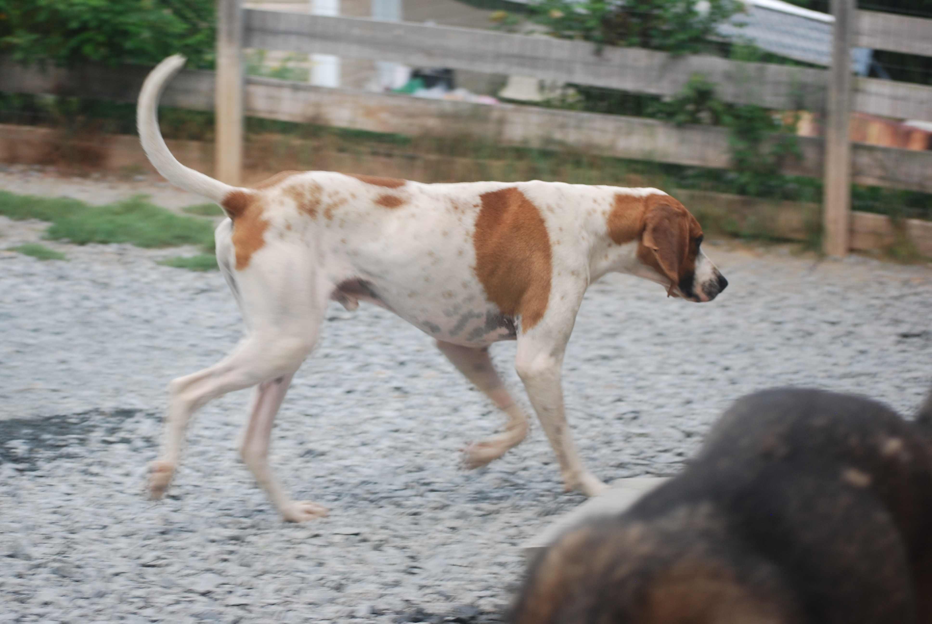 Enlarge Jedi Fred, a Adoptable mixed breed in West Northfield, NS image 3/5