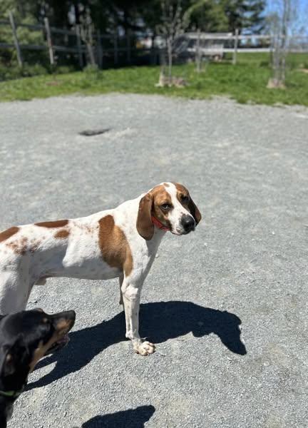 Enlarge Jedi Fred, a Adoptable mixed breed in West Northfield, NS image 5/5