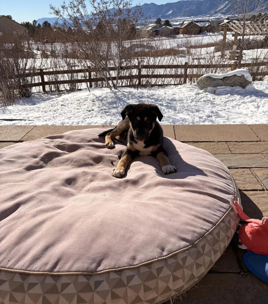 Lasagna, Adoptable, Puppy Male Labrador Retriever & Shepherd.