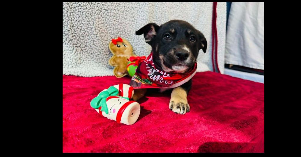 Enlarge Lasagna, a Adoptable mixed breed in Aurora, CO image 1/1