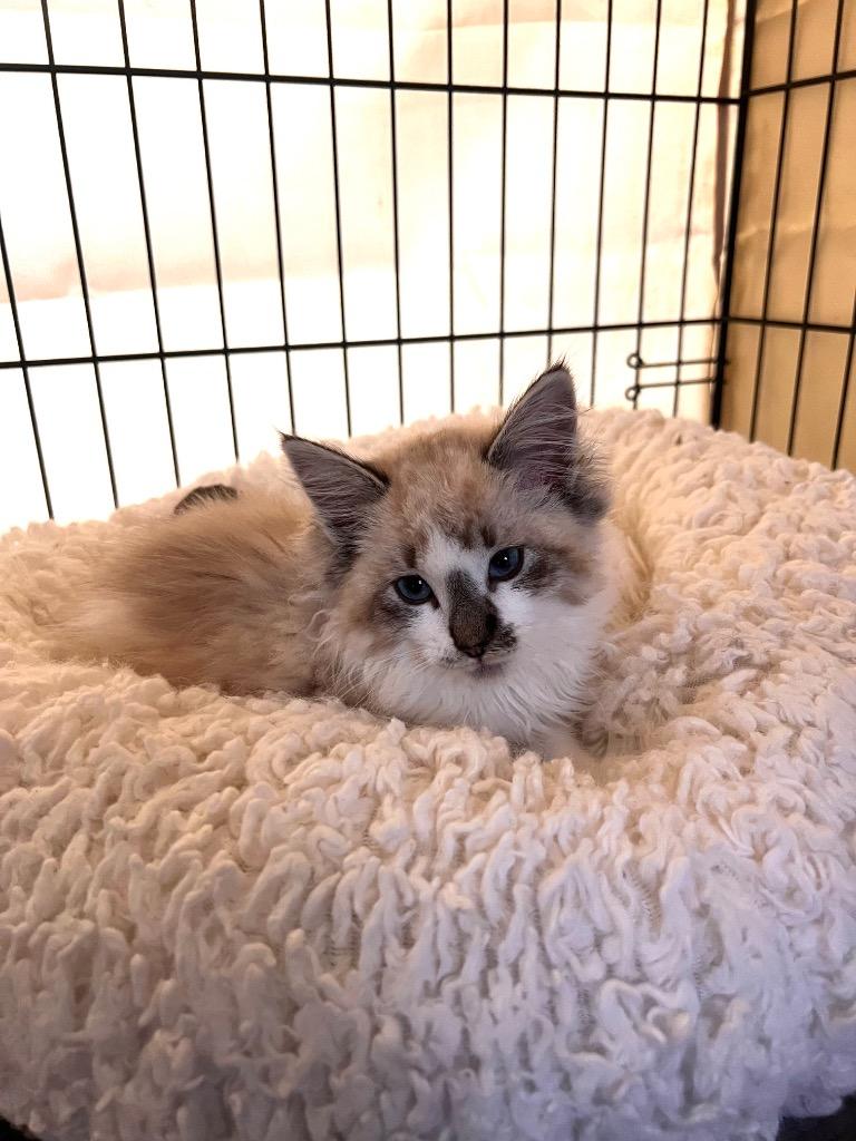 Enlarge Leilani, a ADOPTABLE Himalayan in Mira Loma, CA image 1/1
