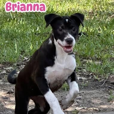 Brianna, Baby Female Labrador Retriever