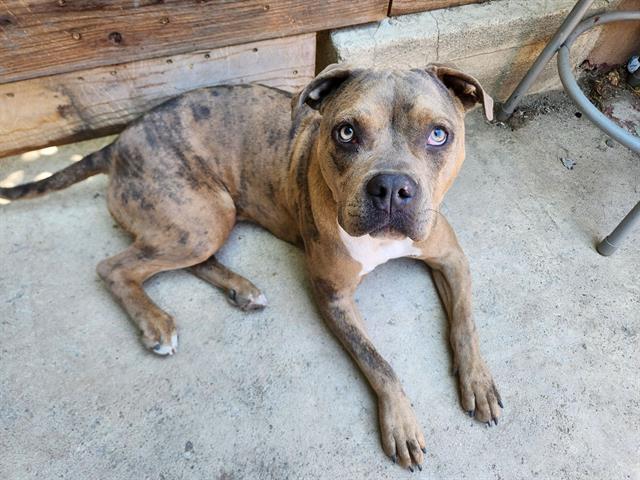 ELLIE, Adoptable, Young Female Pit Bull Terrier.