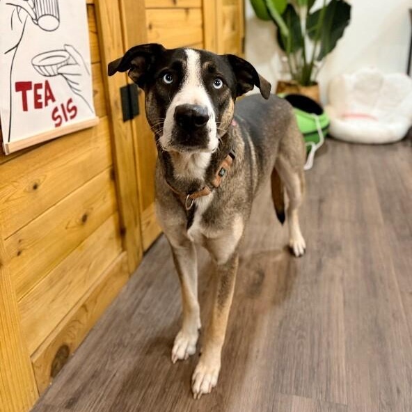 Freddy Potato the Pack Loving Pal