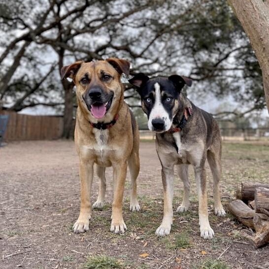 Freddy Potato the Pack Loving Pal — thumbnail 3