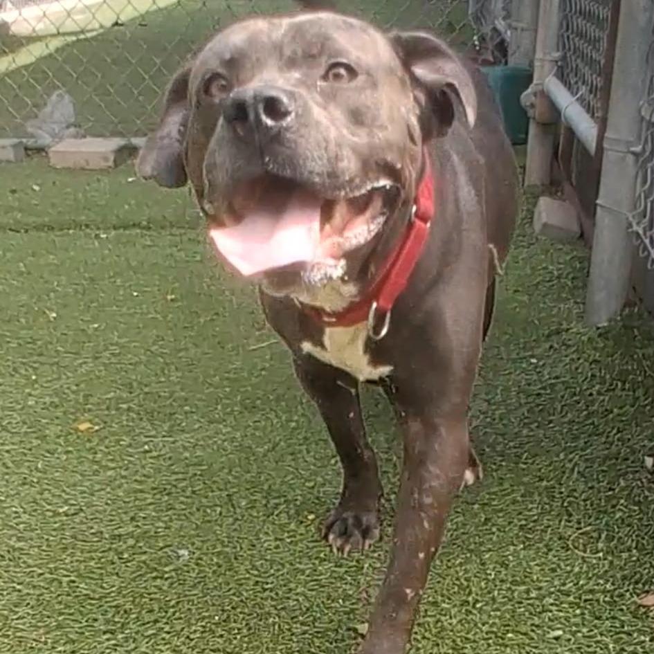 TROUBLE, Adoptable, Adult Male Pit Bull Terrier.