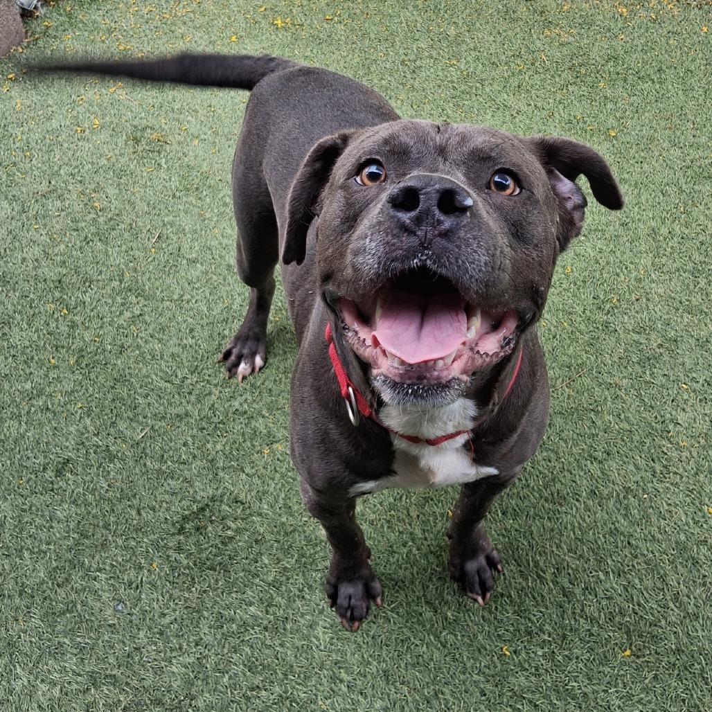 Enlarge TROUBLE, a Adoptable Pit Bull Terrier in Galveston, TX image 2/6