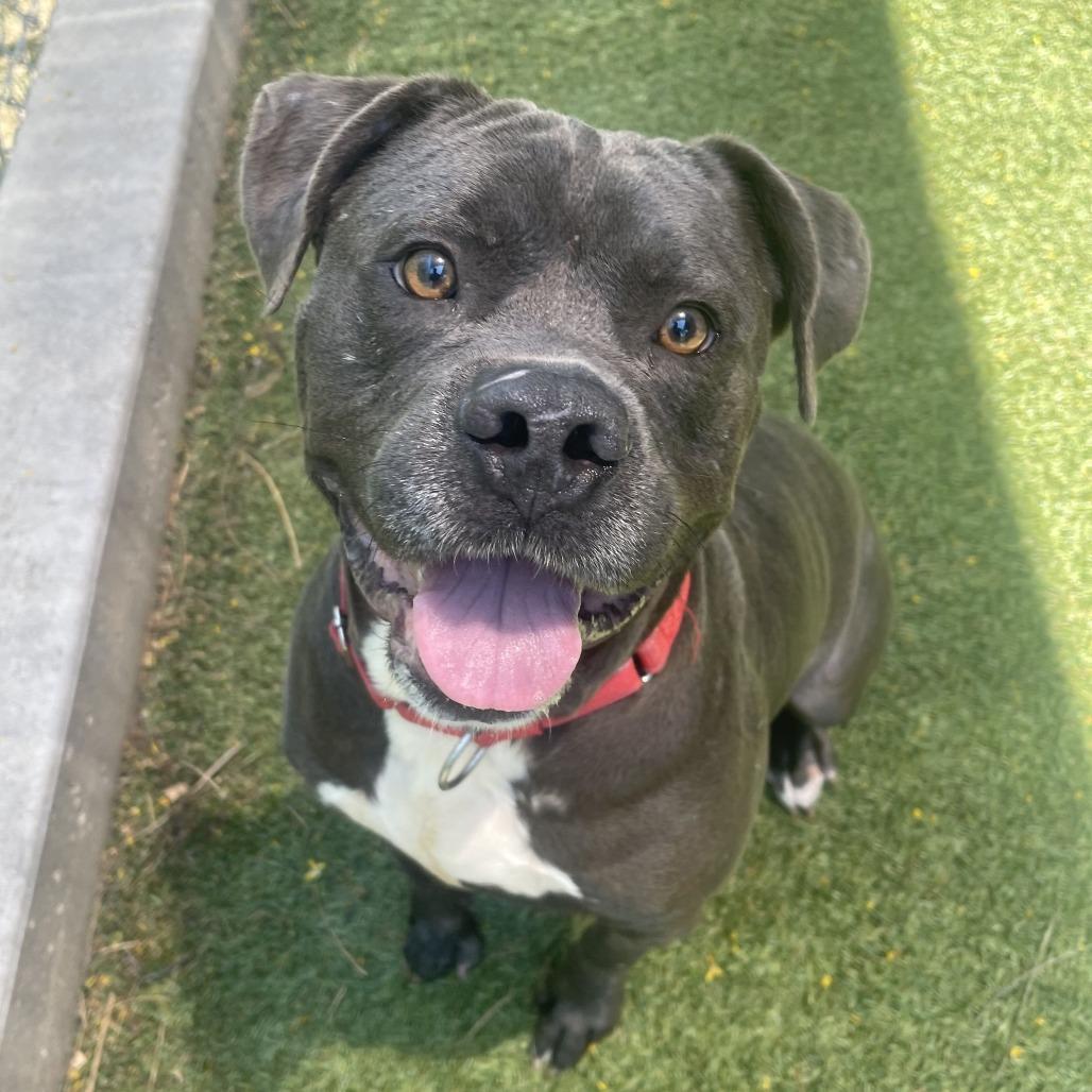 Enlarge TROUBLE, a Adoptable Pit Bull Terrier in Galveston, TX image 3/6