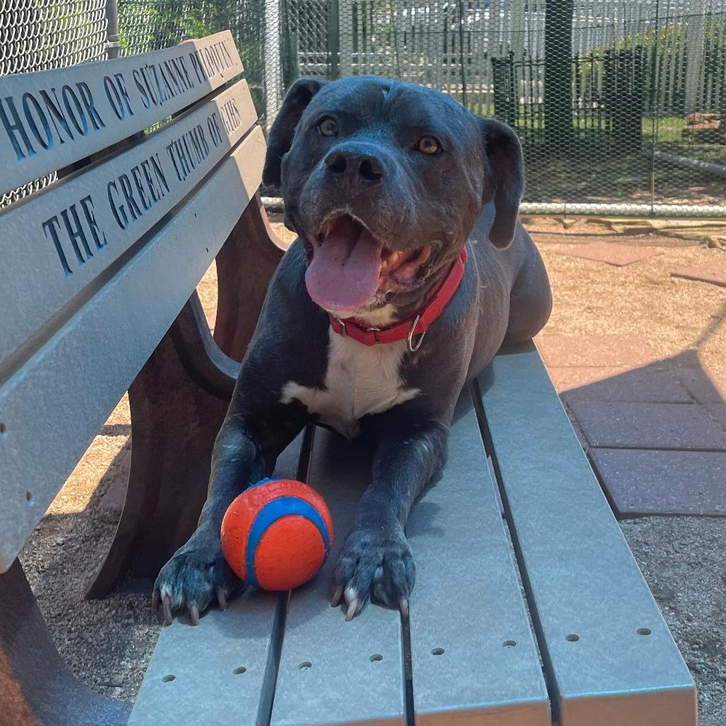 Enlarge TROUBLE, a Adoptable Pit Bull Terrier in Galveston, TX image 4/6