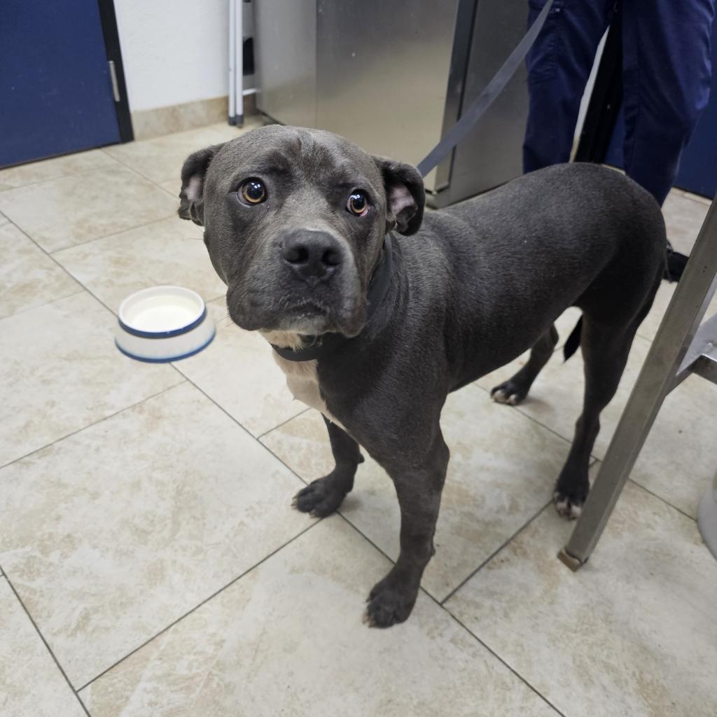 Enlarge TROUBLE, a Adoptable Pit Bull Terrier in Galveston, TX image 5/6