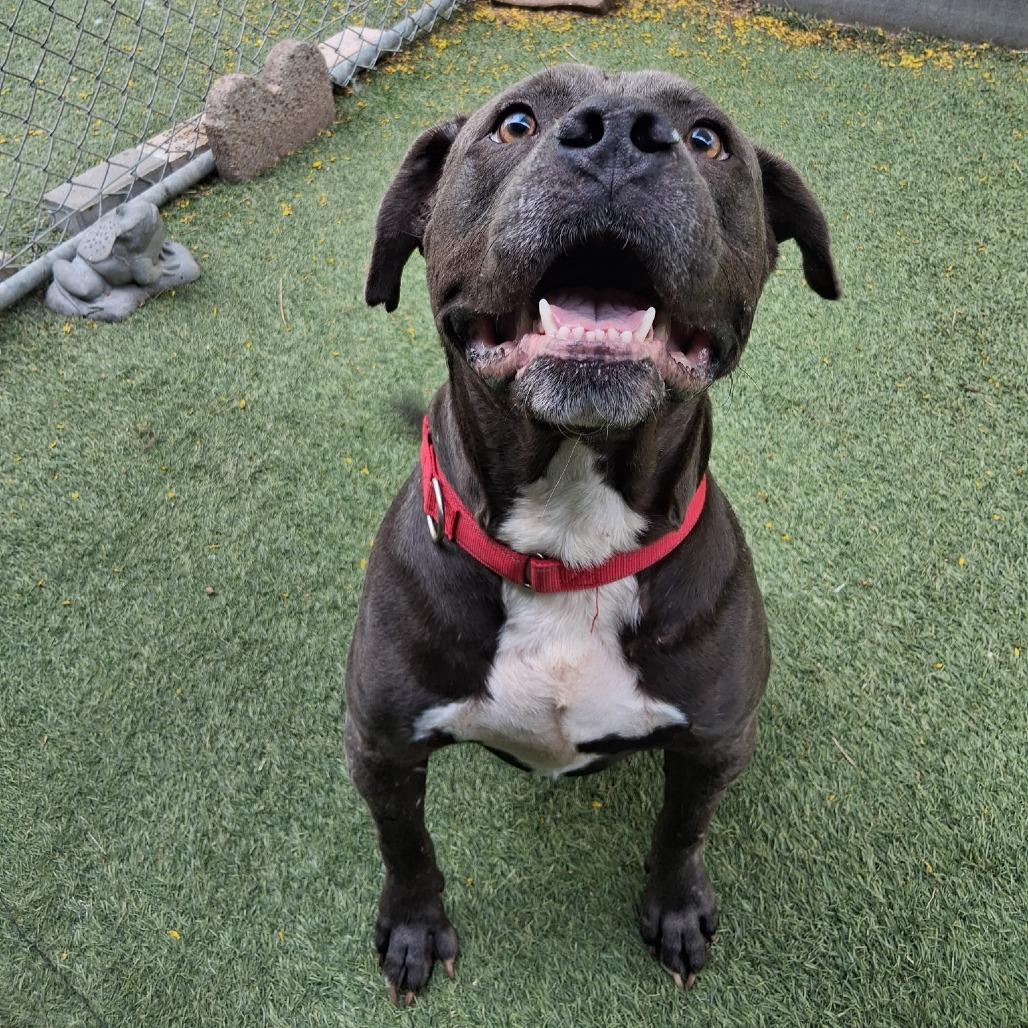 Enlarge TROUBLE, a Adoptable Pit Bull Terrier in Galveston, TX image 6/6