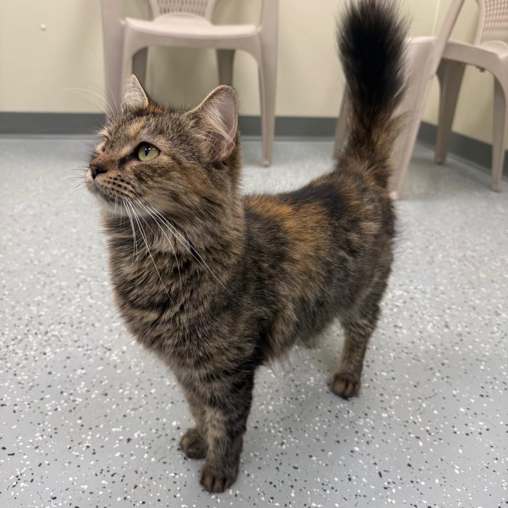 Enlarge Pumpkin, a Adoptable mixed breed in Galax, VA image 1/4