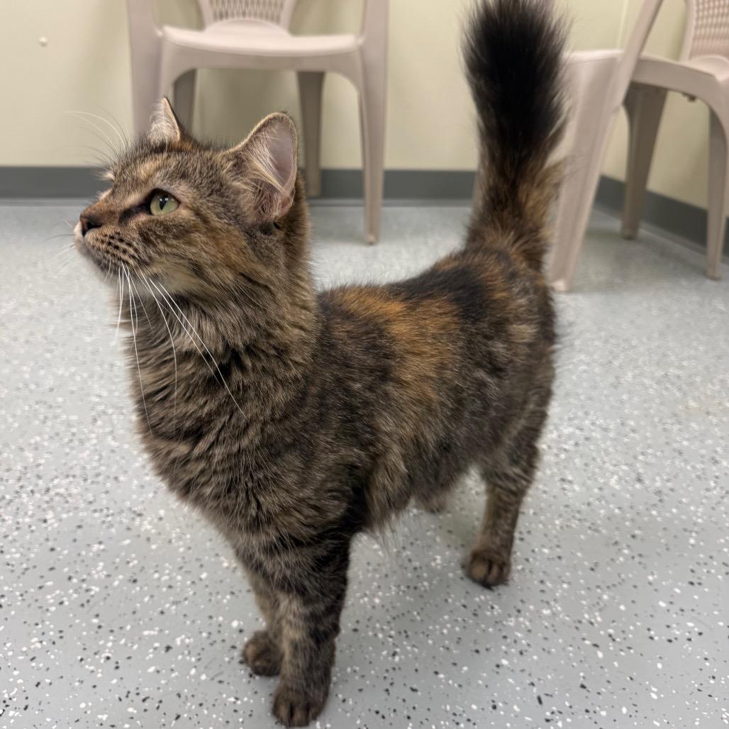 Enlarge Pumpkin, a Adoptable mixed breed in Galax, VA image 2/4
