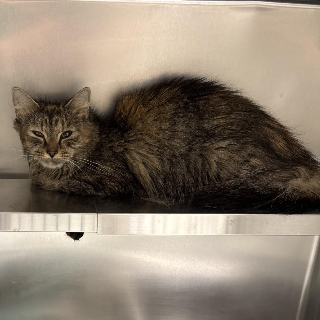 Enlarge Pumpkin, a Adoptable mixed breed in Galax, VA image 3/4