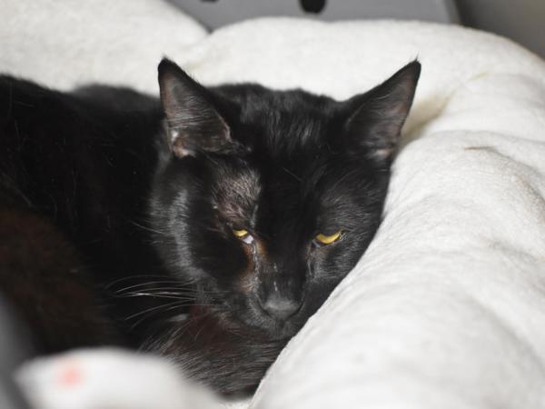 Cattail — thumbnail 2