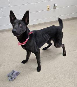 Enlarge Cinder, a ADOPTABLE mixed breed in Bucyrus, OH image 3/5