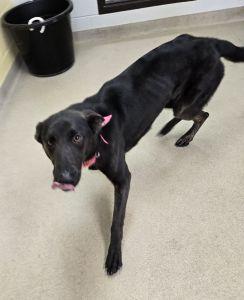 Enlarge Cinder, a ADOPTABLE mixed breed in Bucyrus, OH image 5/5