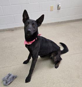 Enlarge Cinder, a ADOPTABLE mixed breed in Bucyrus, OH image 1/5