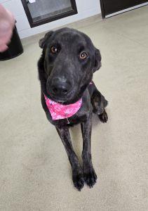 Enlarge Cinder, a ADOPTABLE mixed breed in Bucyrus, OH image 4/5