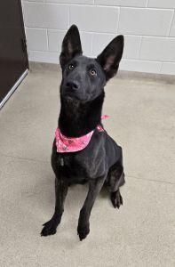 Enlarge Cinder, a ADOPTABLE mixed breed in Bucyrus, OH image 2/5
