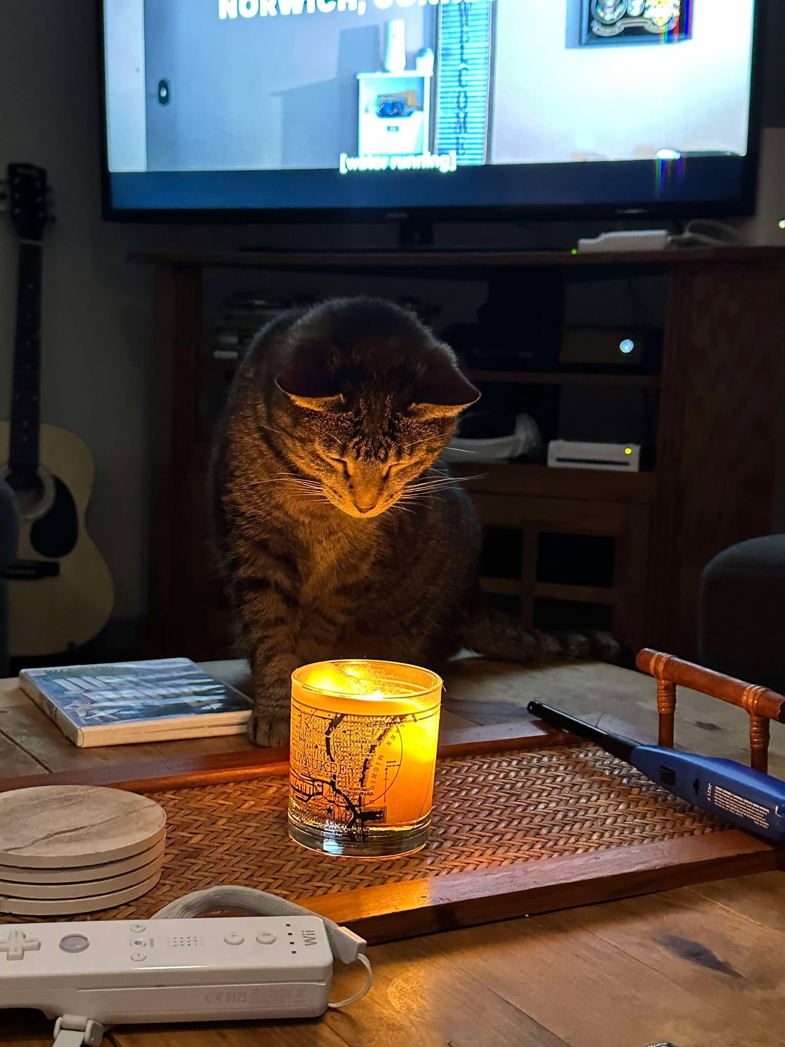 Josie Pussycat, Adoptable, Adult Female Domestic Short Hair & Tabby.