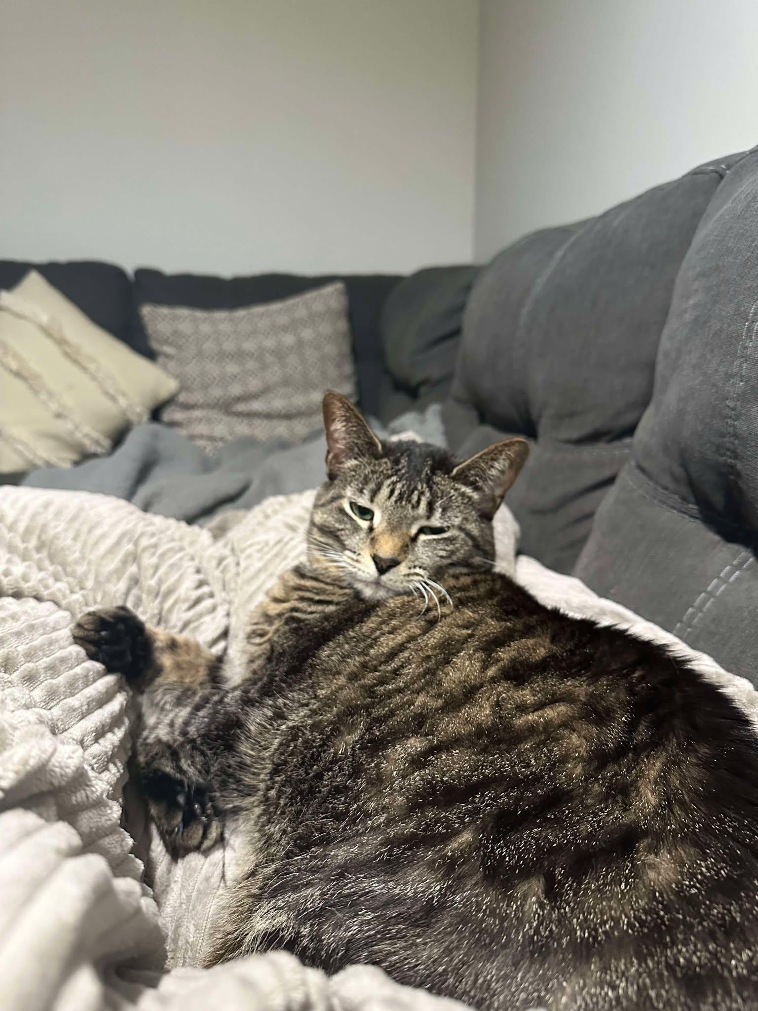 Josie Pussycat, a Adoptable mixed breed in Evergreen Park, IL image 5/6