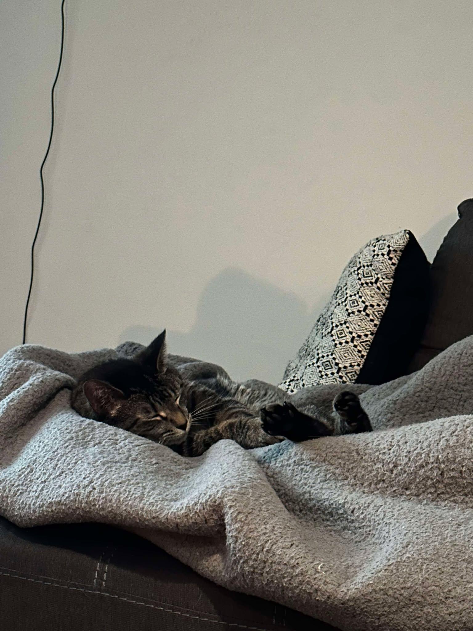 Josie Pussycat, a Adoptable mixed breed in Evergreen Park, IL image 6/6