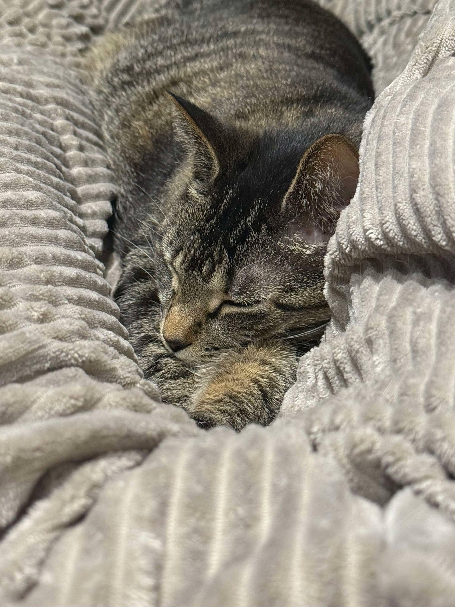 Josie Pussycat, a Adoptable mixed breed in Evergreen Park, IL image 3/6