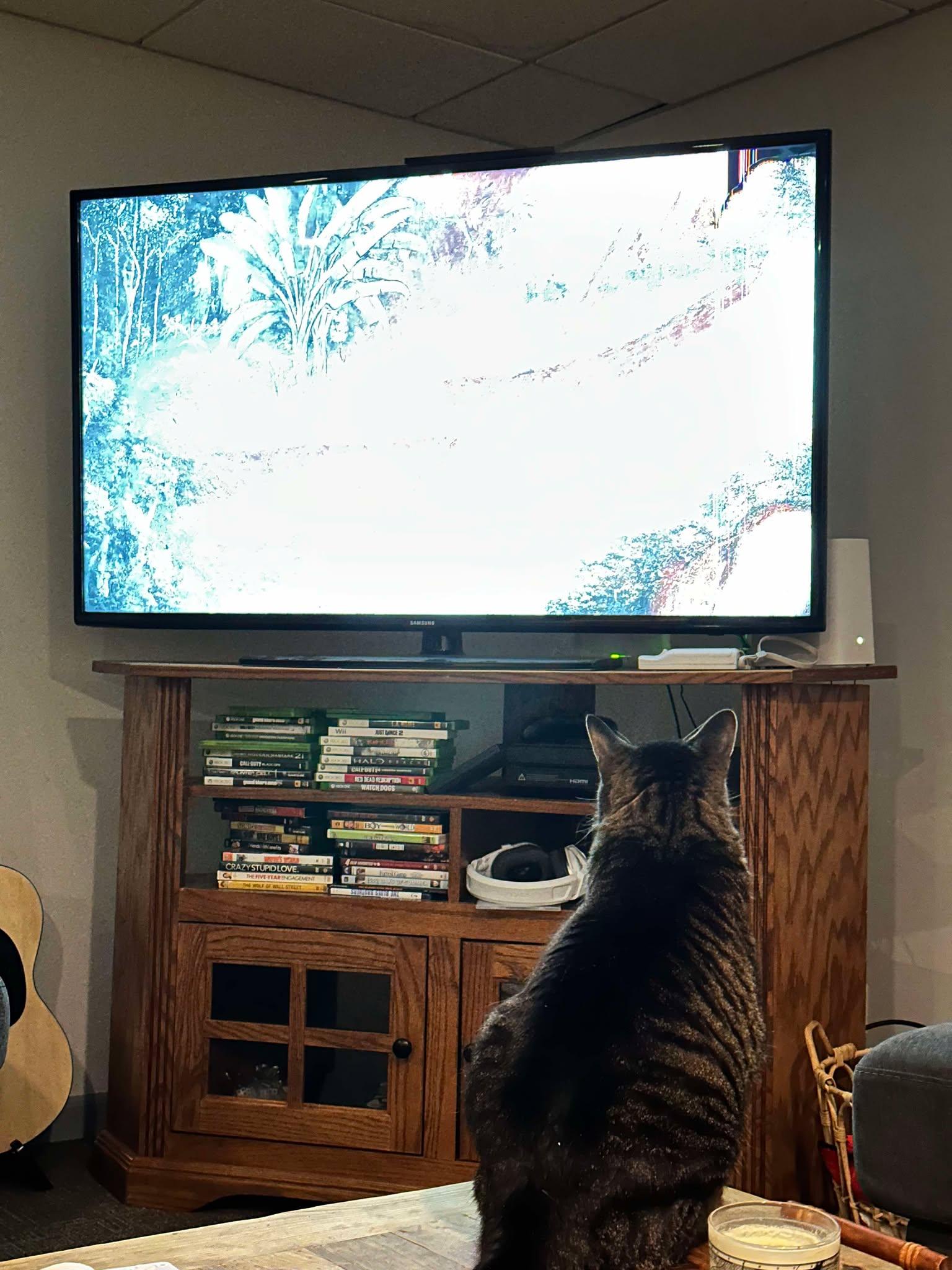 Josie Pussycat, a Adoptable mixed breed in Evergreen Park, IL image 4/6