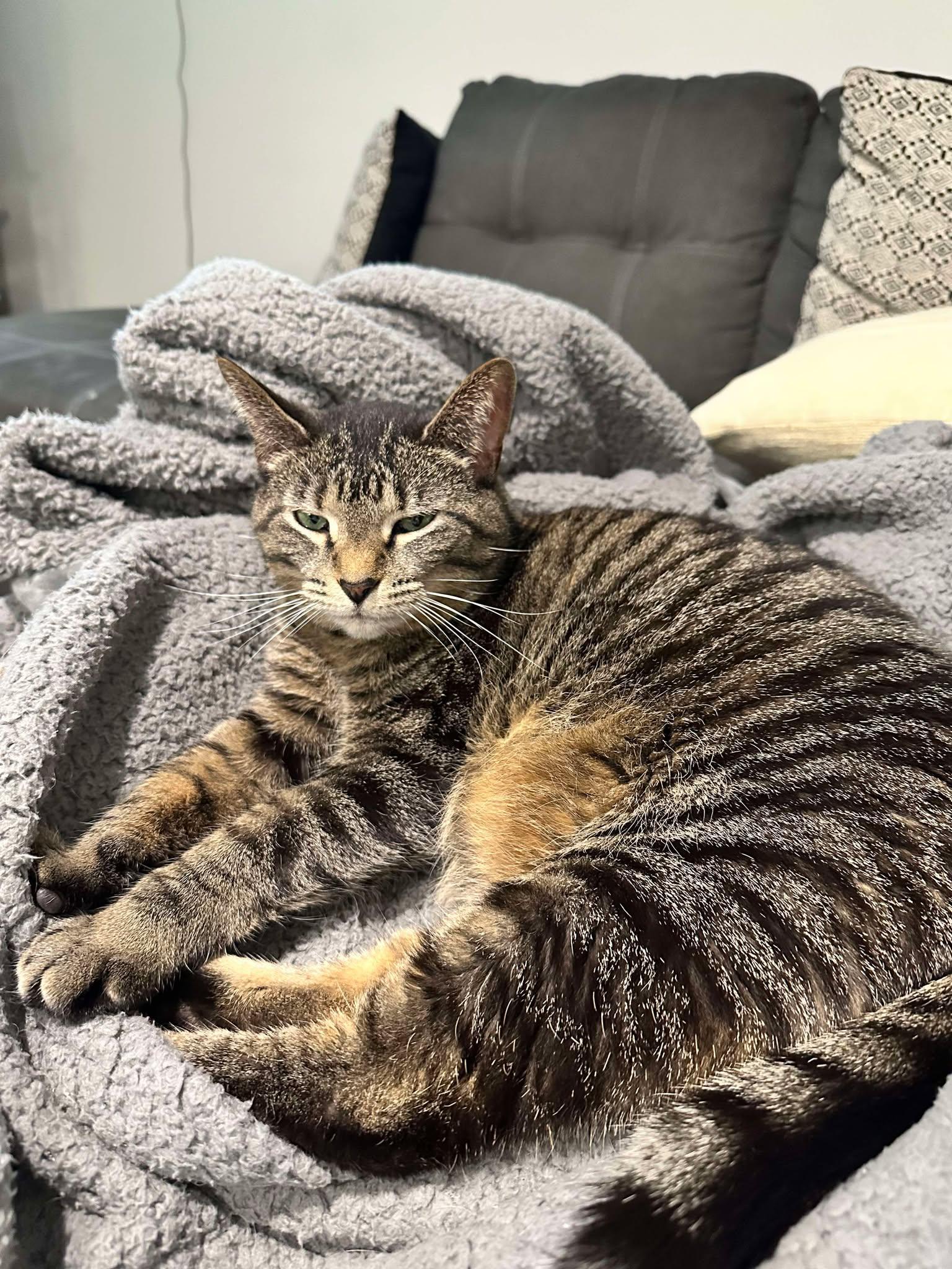 Josie Pussycat, a Adoptable mixed breed in Evergreen Park, IL image 2/6