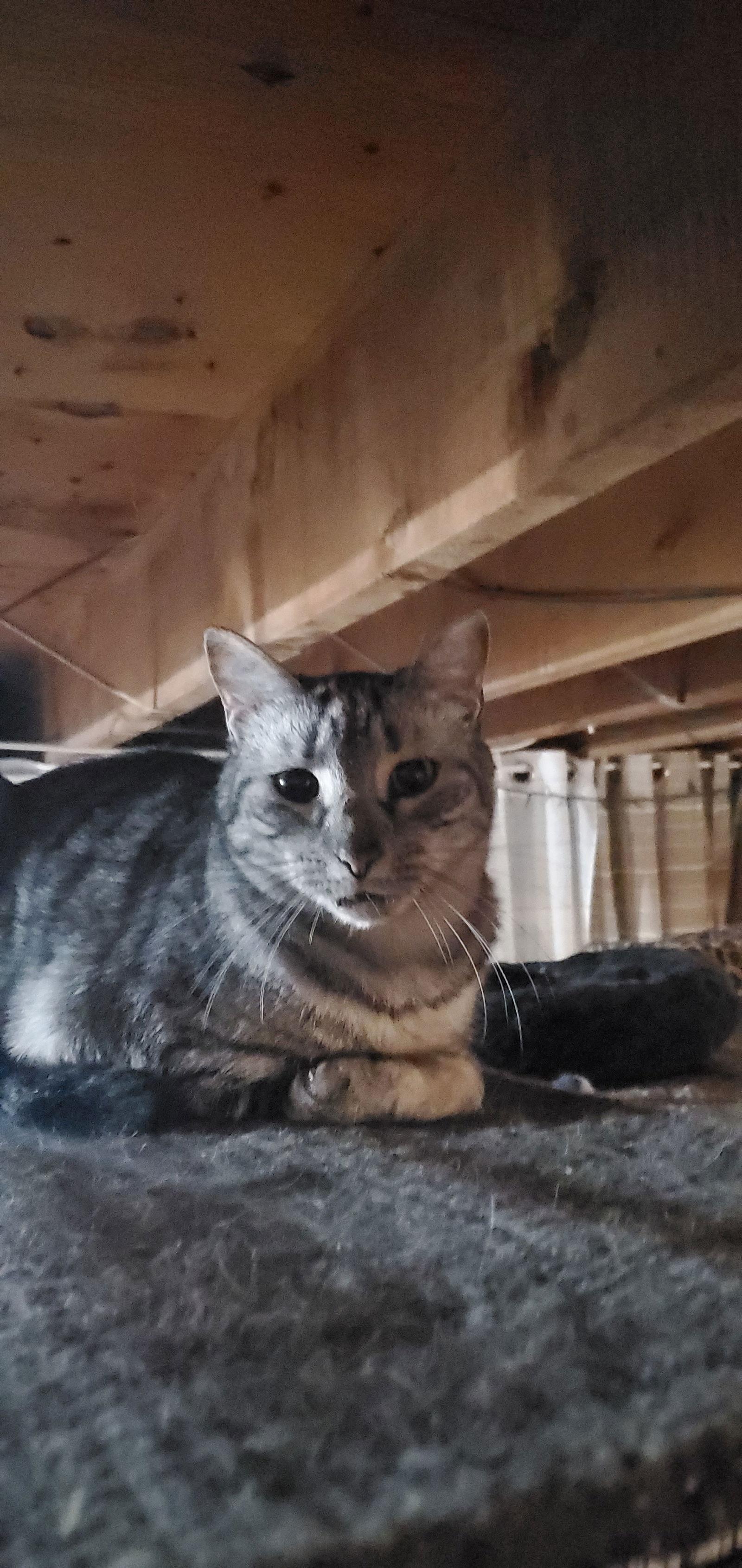 Sechi-Courtesy Post!, Adoptable, Young Male Domestic Short Hair & Tabby.