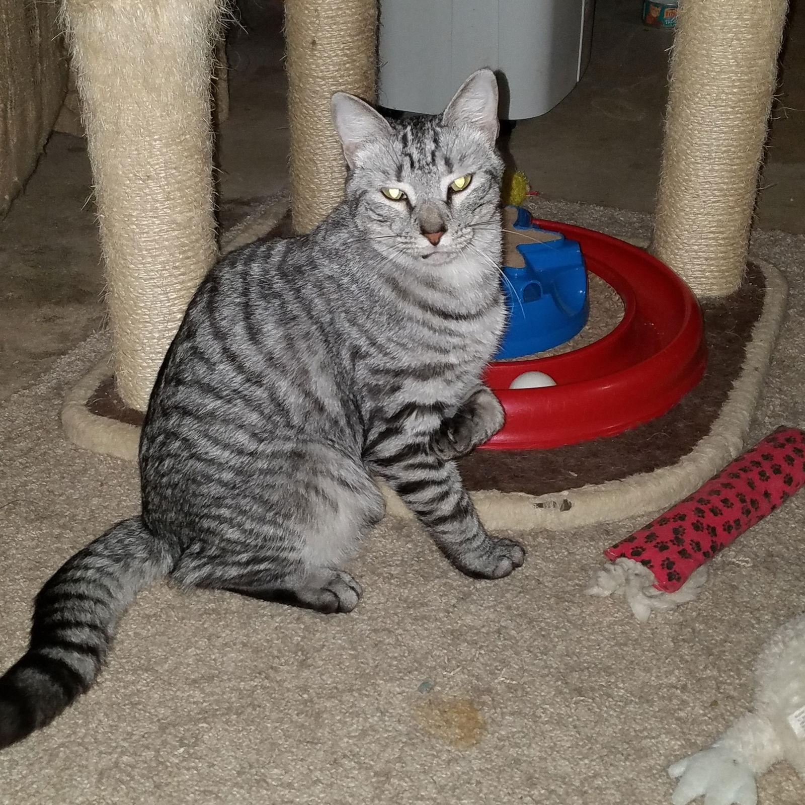 Sechi-Courtesy Post!, a Adoptable mixed breed in Spring City, PA image 2/6