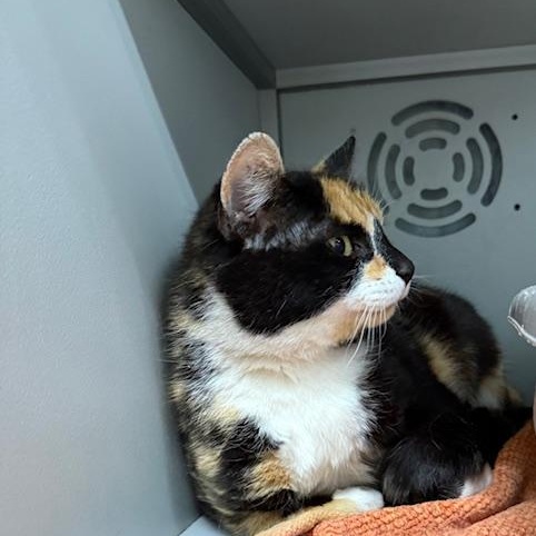 Margo, an adopted Calico in Honesdale, PA image 3/3