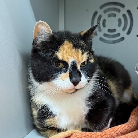Margo, an adopted Calico in Honesdale, PA image 2/3