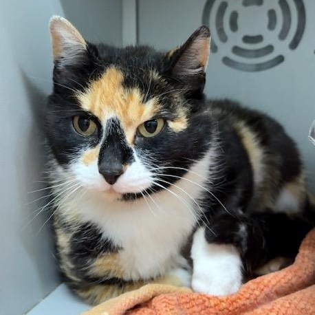 Margo, adopted, Adult Female Calico.