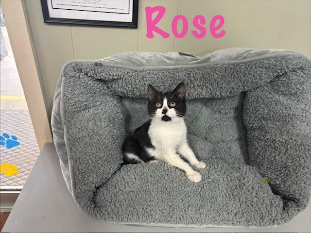 Rose, ADOPTABLE, Kitten Female American Bobtail.