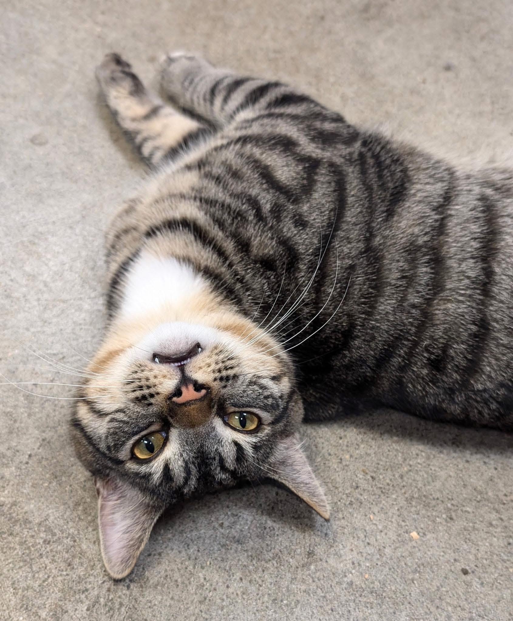 Spike, Young Male Domestic Short Hair