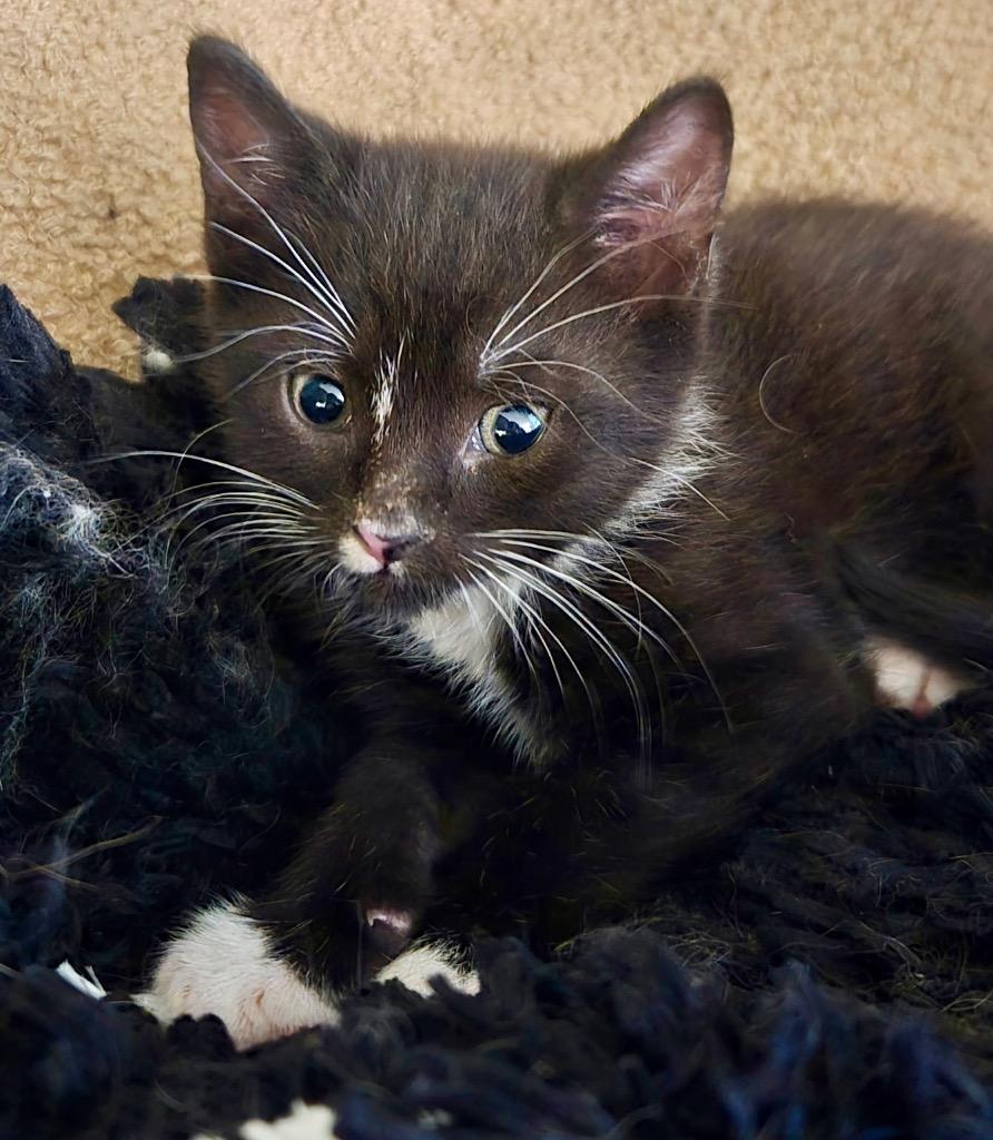 Miles, Adoptable, Kitten Male Domestic Short Hair.