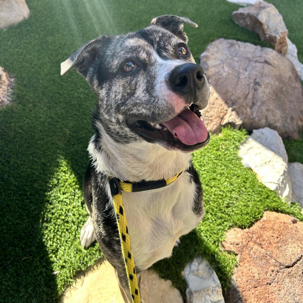 Enlarge Coconut, a Adoptable mixed breed in Hawthorne, CA image 1/6