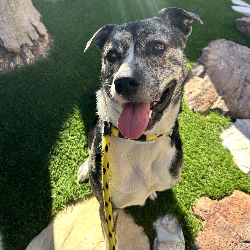 Enlarge Coconut, a Adoptable mixed breed in Hawthorne, CA image 3/6