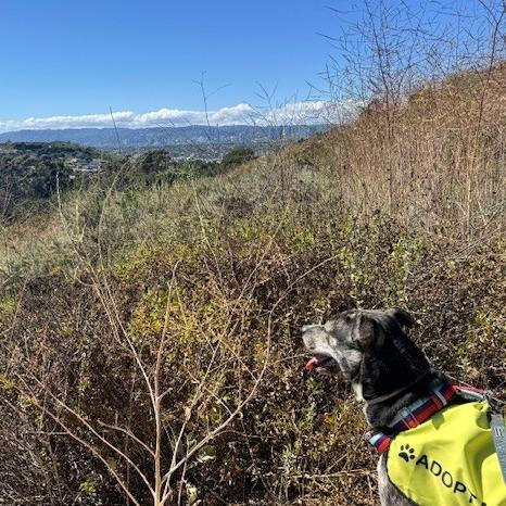 Enlarge Coconut, a Adoptable mixed breed in Hawthorne, CA image 6/6