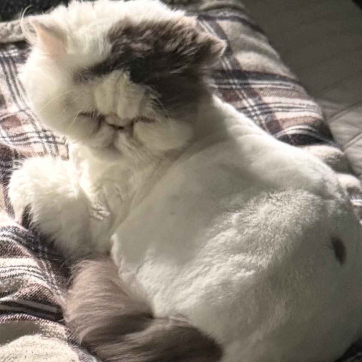 Molly, a Adoptable Persian in Mahwah, NJ image 6/6