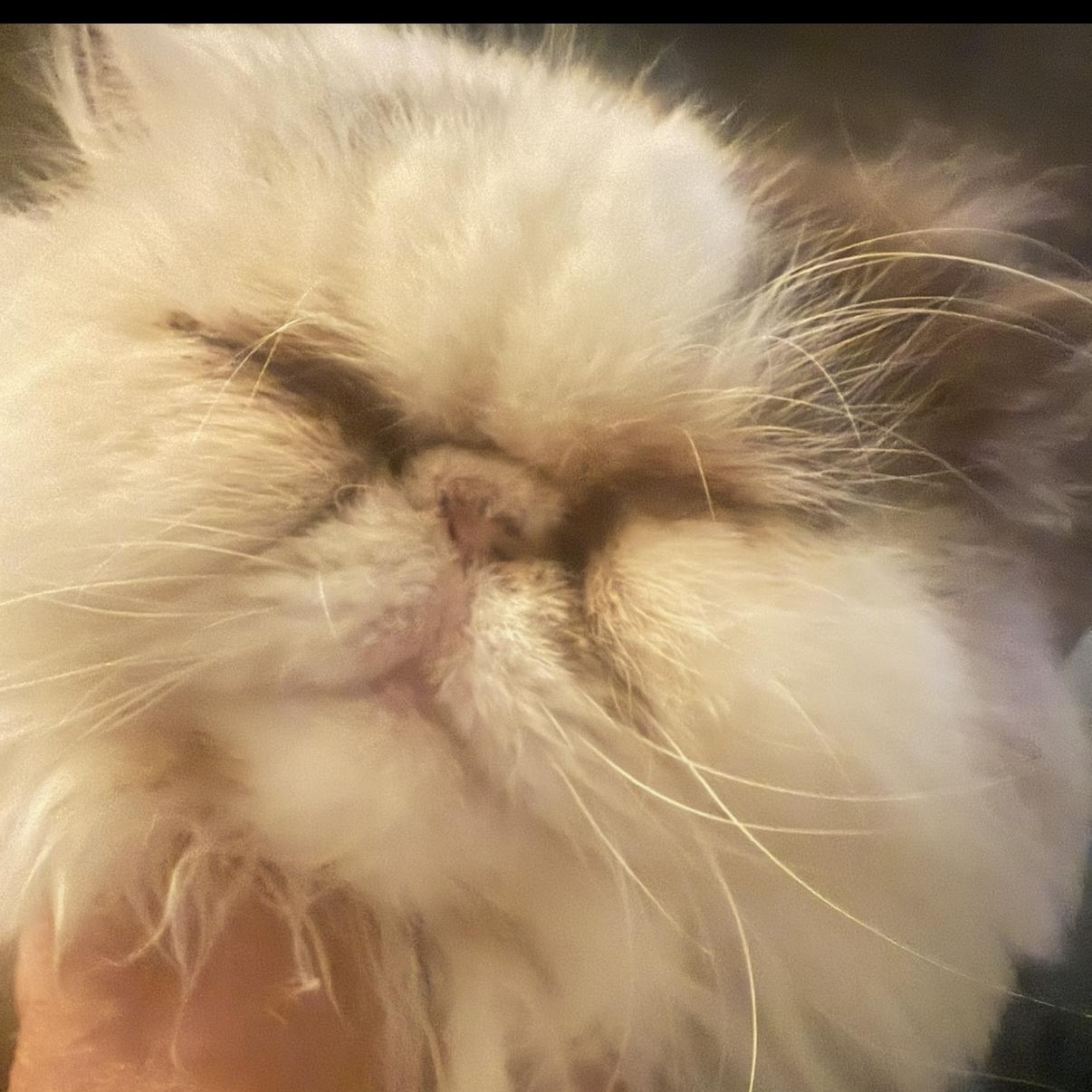 Molly, a Adoptable Persian in Mahwah, NJ image 5/6