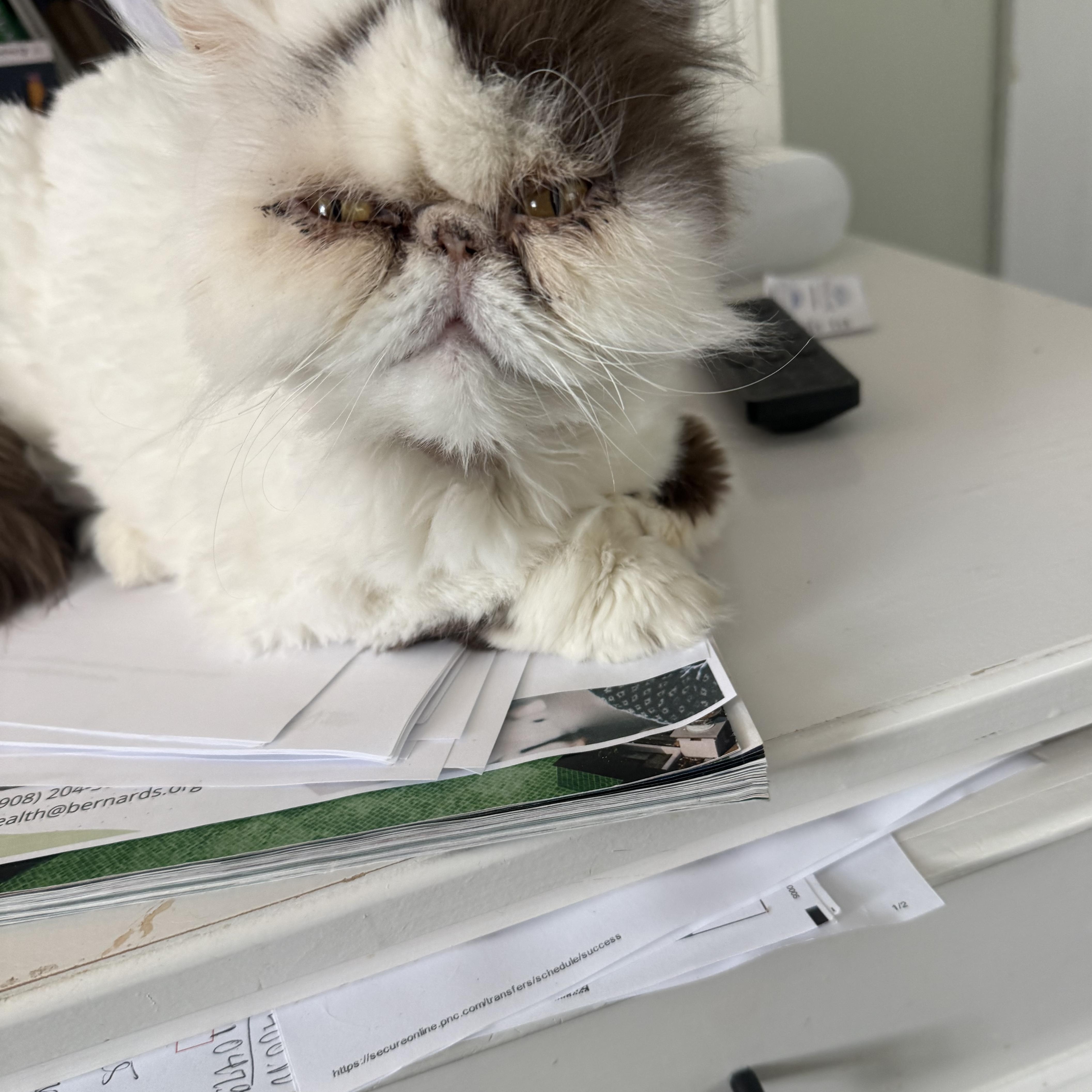 Molly, a Adoptable Persian in Mahwah, NJ image 2/6