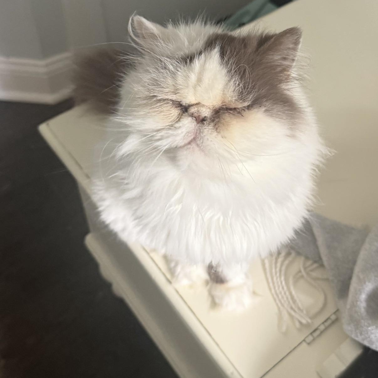 Molly, Adoptable, Adult Female Persian.