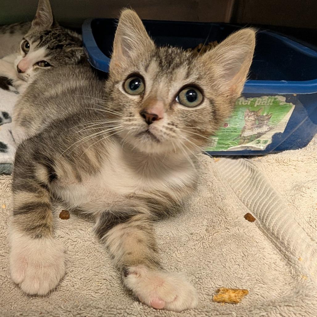 Elaine, Adoptable, Kitten Female Domestic Short Hair.