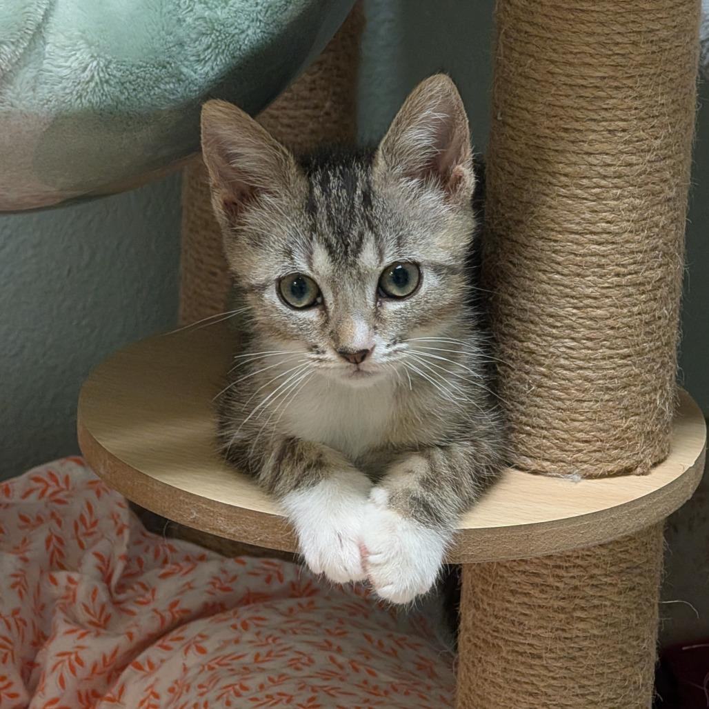 Enlarge Elaine, a Adoptable Domestic Short Hair in Titusville, FL image 2/2