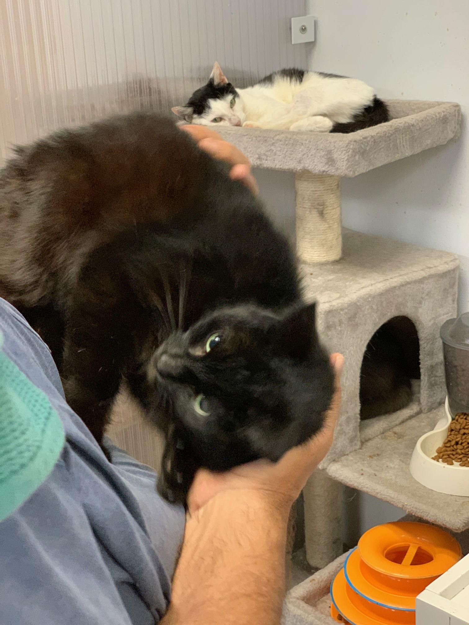 Blackberry, Adoptable, Adult Male Domestic Short Hair.