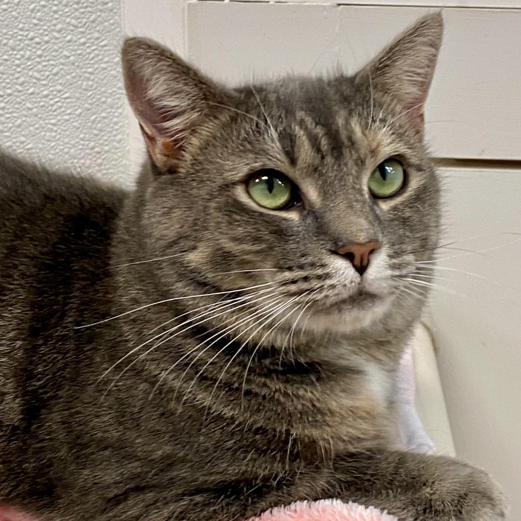 Sonya, Adoptable, Adult Female Domestic Short Hair.