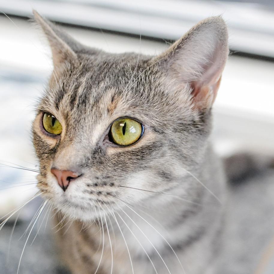 Enlarge Sonya, a Adoptable mixed breed in Greensboro, GA image 3/6